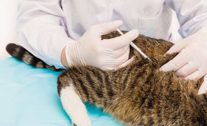 Cuándo vacunar a un gato