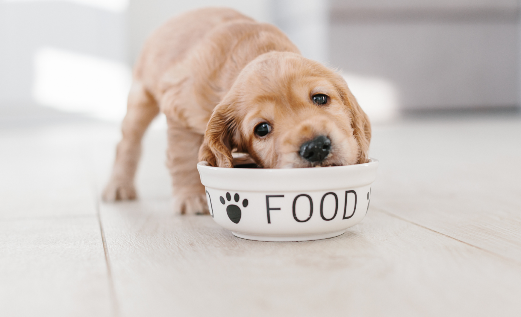 Cuántas veces al día come un cachorro