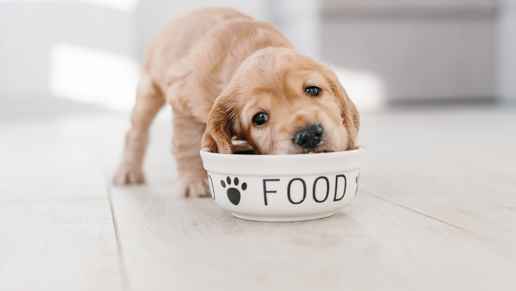 Cuántas veces al día come un cachorro