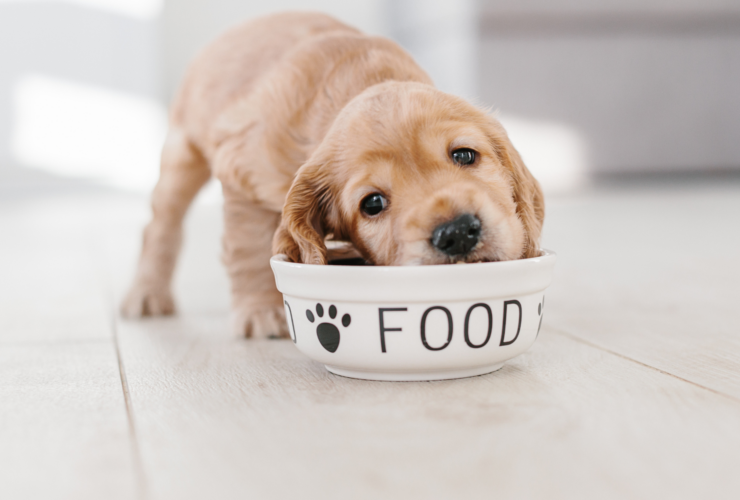 Cuántas veces al día come un cachorro