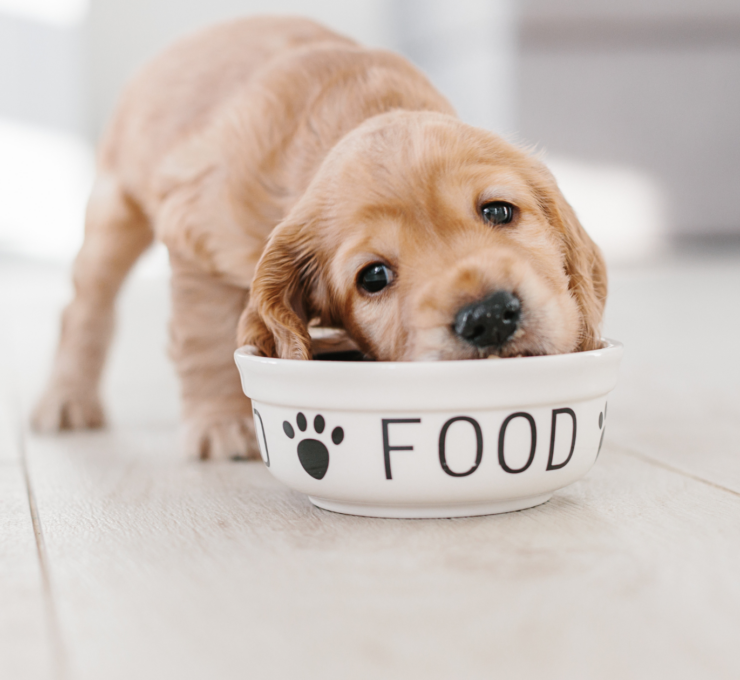 Cuántas veces al día come un cachorro