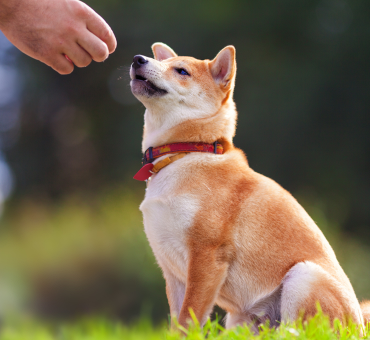 Los síntomas de la leishmania en perros