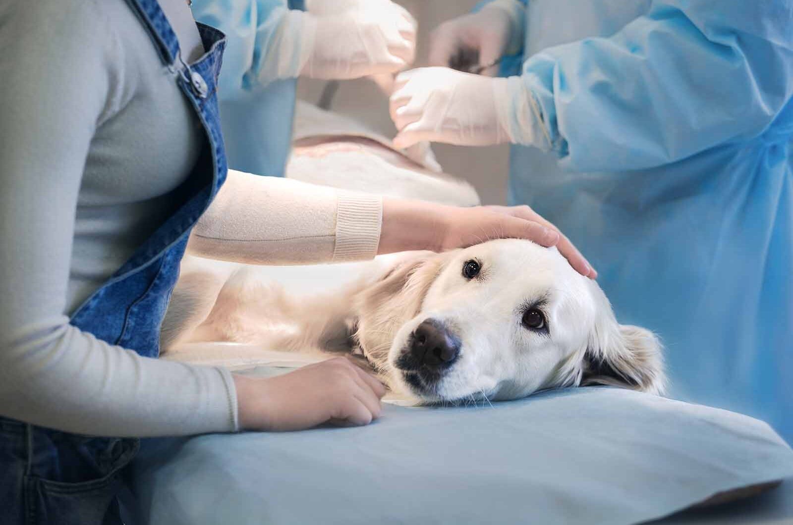 Laparoscopia veterinaria: qué es, aplicaciones y beneficios