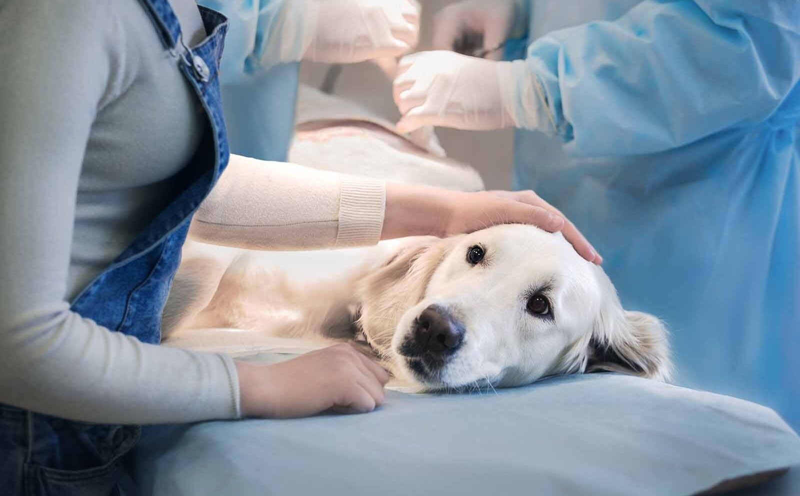 Laparoscopia veterinaria: qué es, aplicaciones y beneficios