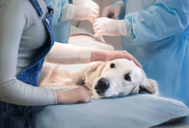 Laparoscopia veterinaria: qué es, aplicaciones y beneficios