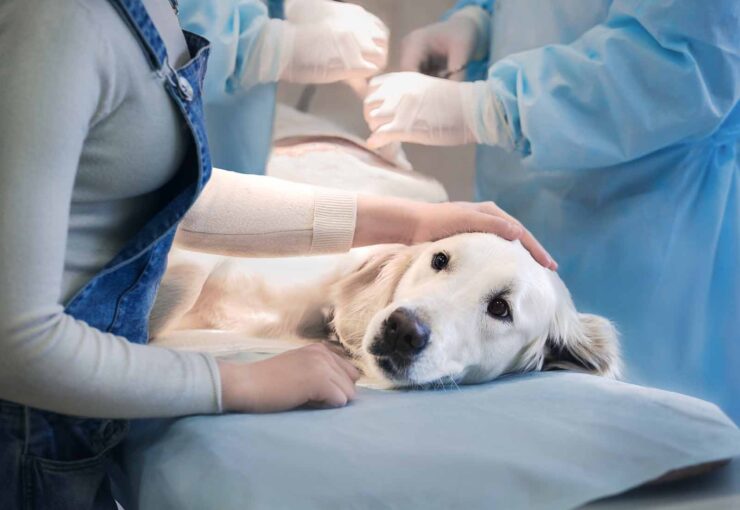 Laparoscopia veterinaria: qué es, aplicaciones y beneficios