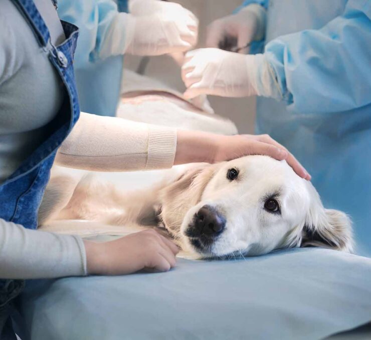 Laparoscopia veterinaria: qué es, aplicaciones y beneficios
