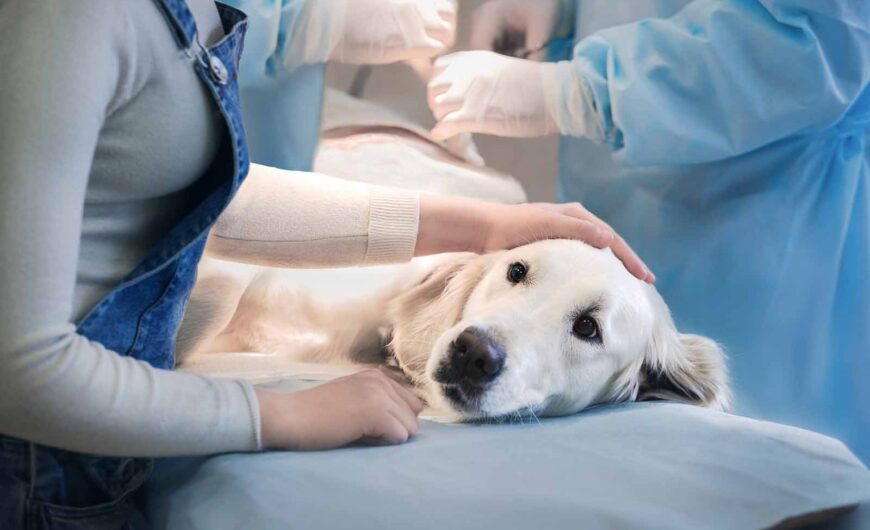 Laparoscopia veterinaria: qué es, aplicaciones y beneficios