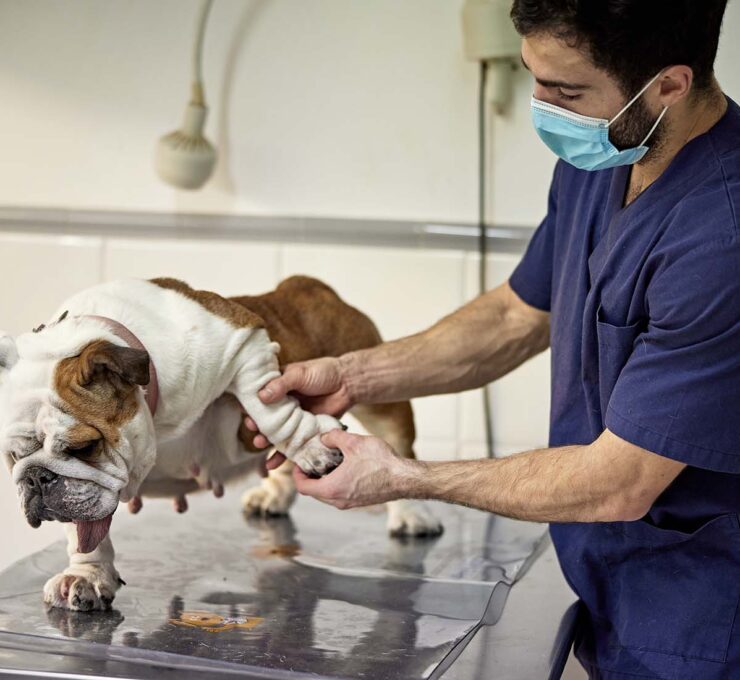 Vértigo en animales o síndrome vestibular