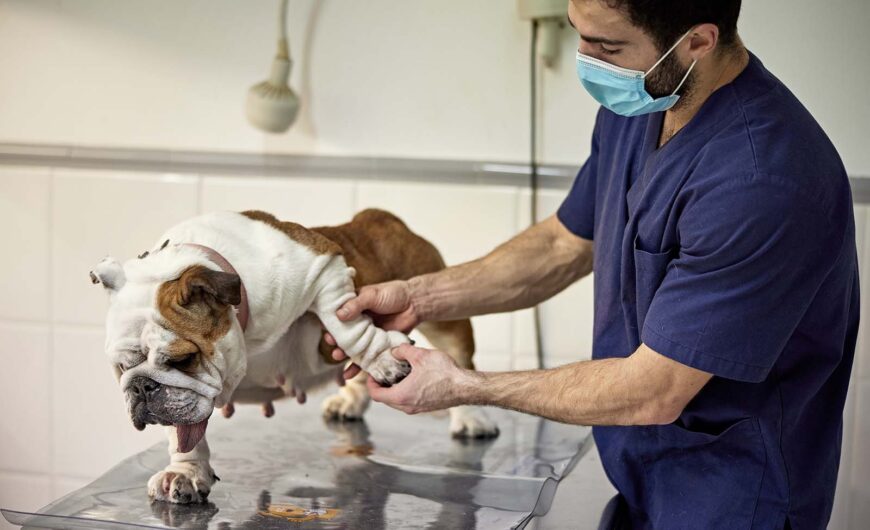 Vértigo en animales o síndrome vestibular