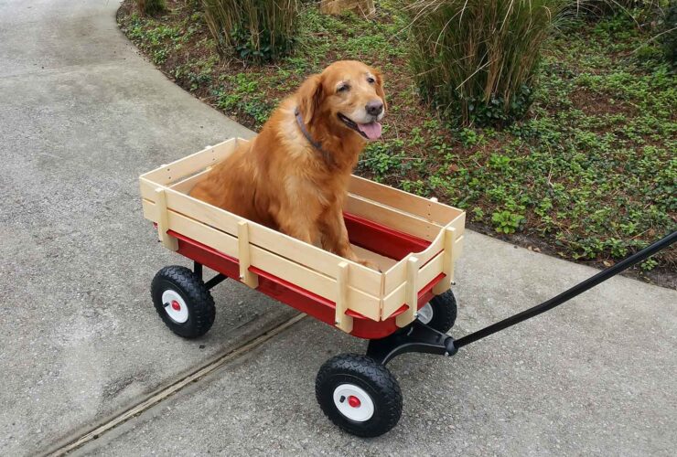 La artrosis en perros: síntomas y tratamiento