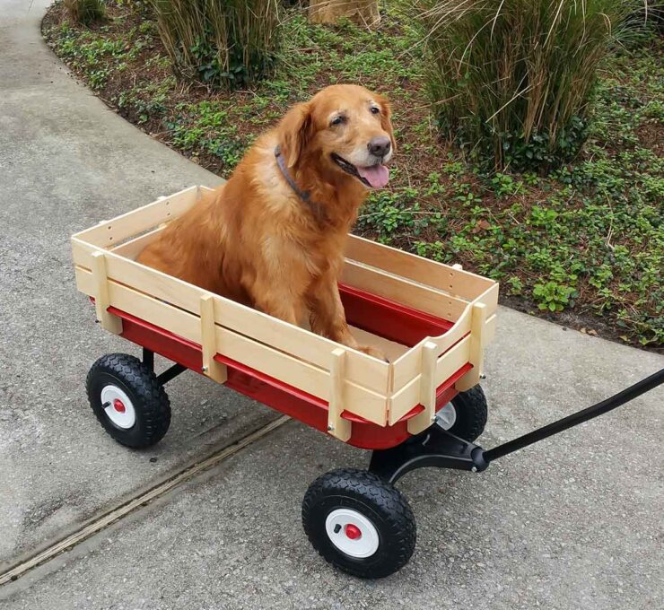 La artrosis en perros: síntomas y tratamiento