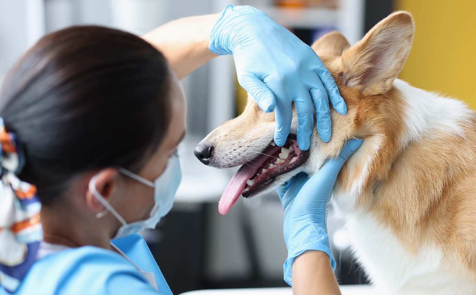 Odontología veterinaria: ¿qué problemas trata?