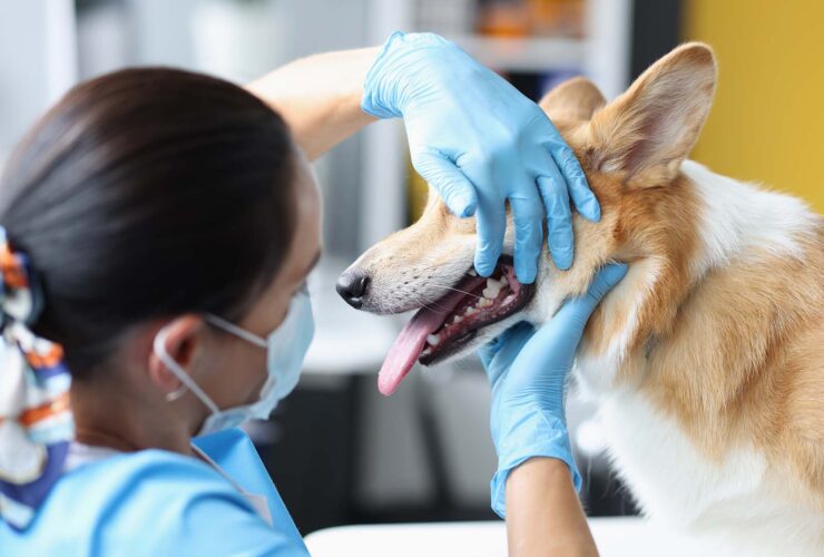 Odontología veterinaria: ¿qué problemas trata?