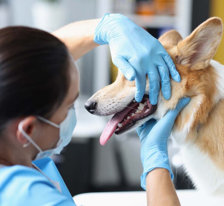 Odontología veterinaria: ¿qué problemas trata?