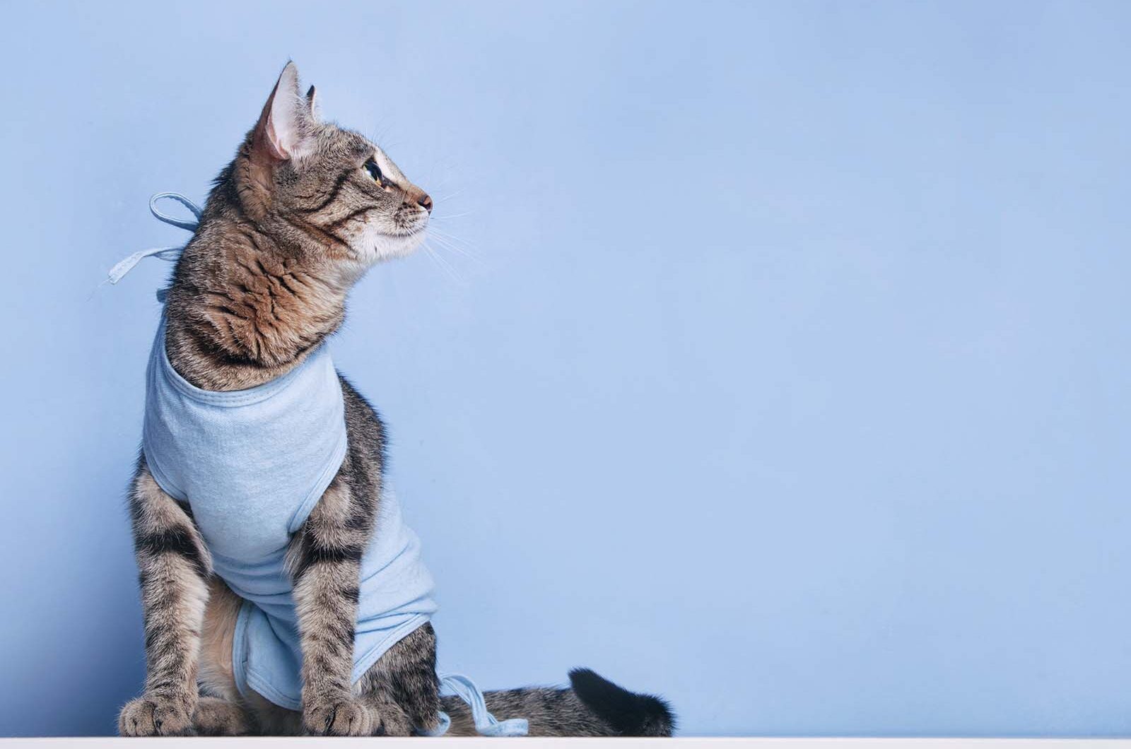 Castración de gatos: procedimiento y cuidados posteriores