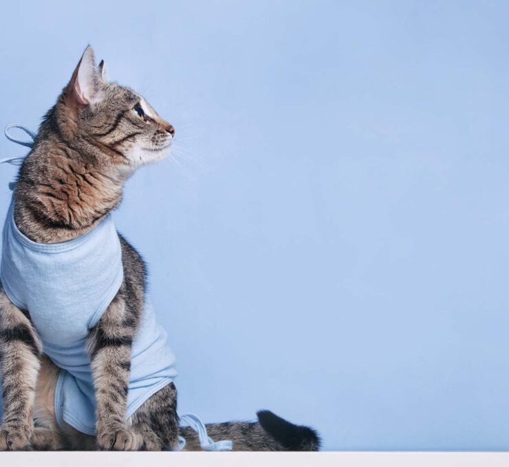 Castración de gatos: procedimiento y cuidados posteriores