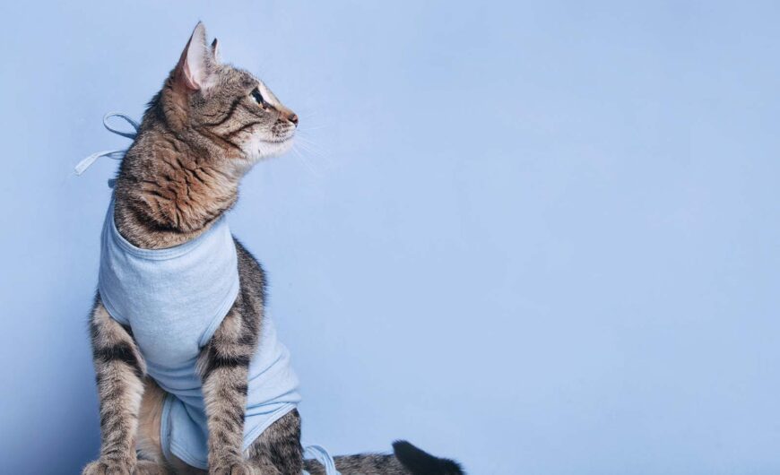 Castración de gatos: procedimiento y cuidados posteriores