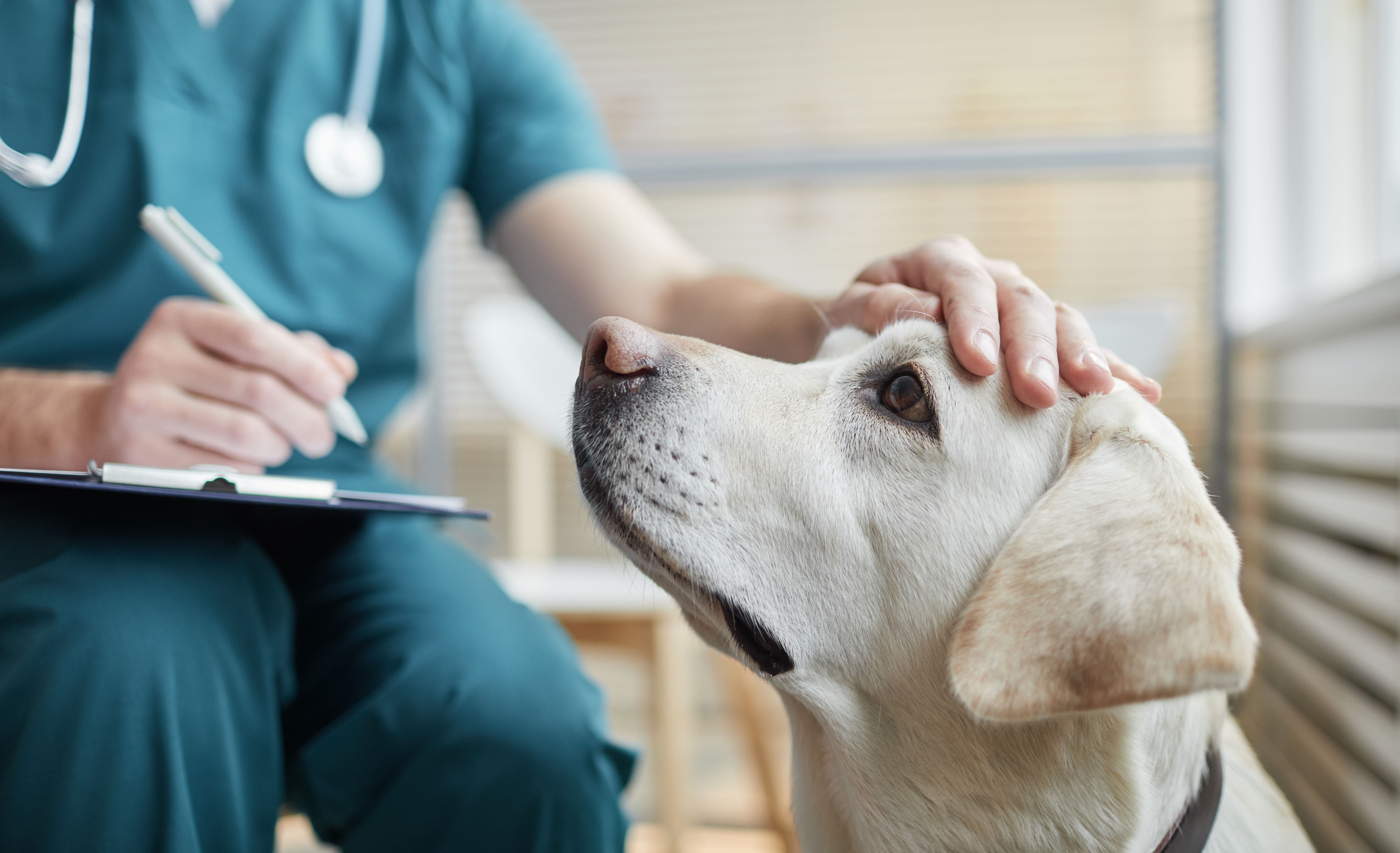 Cómo cortar el vómito en perros: qué no debes hacer cuando tu perro vomita