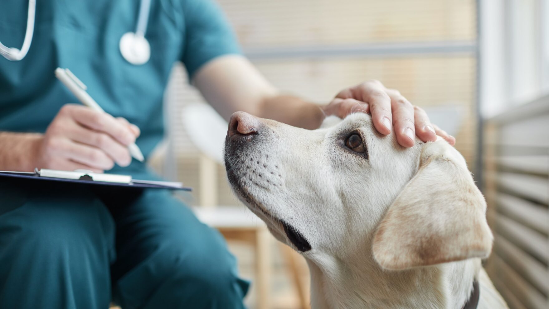 Cómo cortar el vómito en perros: qué no debes hacer cuando tu perro vomita