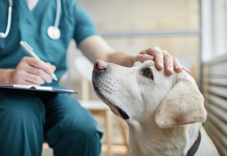 Cómo cortar el vómito en perros: qué no debes hacer cuando tu perro vomita