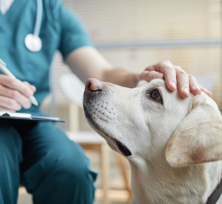 Cómo cortar el vómito en perros: qué no debes hacer cuando tu perro vomita