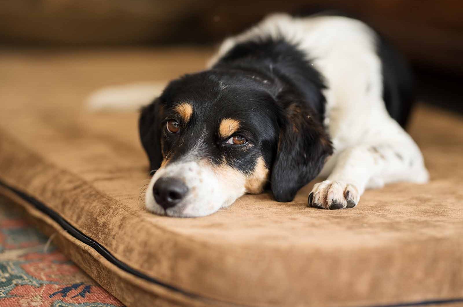 Parvovirosis canina: síntomas y tratamiento