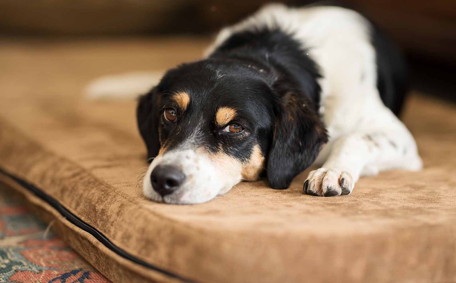 Parvovirosis canina: síntomas y tratamiento