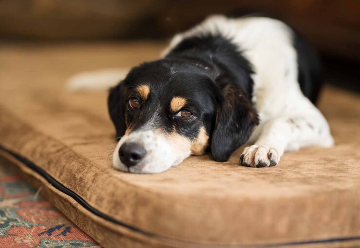 Parvovirosis canina: síntomas y tratamiento