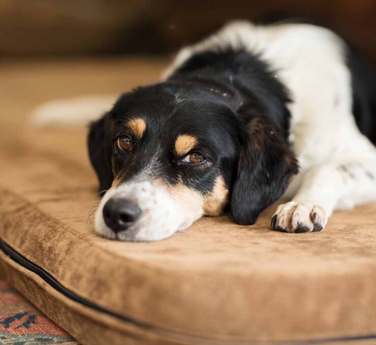 Parvovirosis canina: síntomas y tratamiento