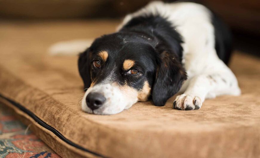 Parvovirus en perros: síntomas, tratamiento y causas