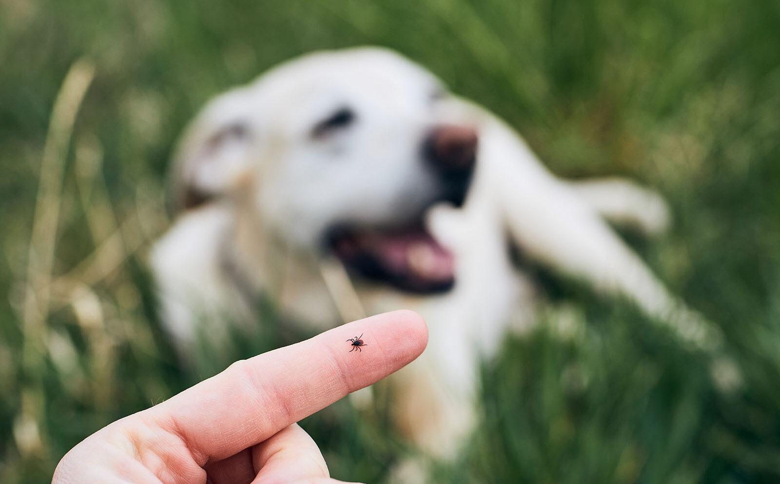 Ectoparásitos en perros: qué son y qué hacer con ellos