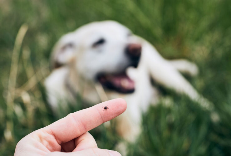 Ectoparásitos en perros: qué son y qué hacer con ellos