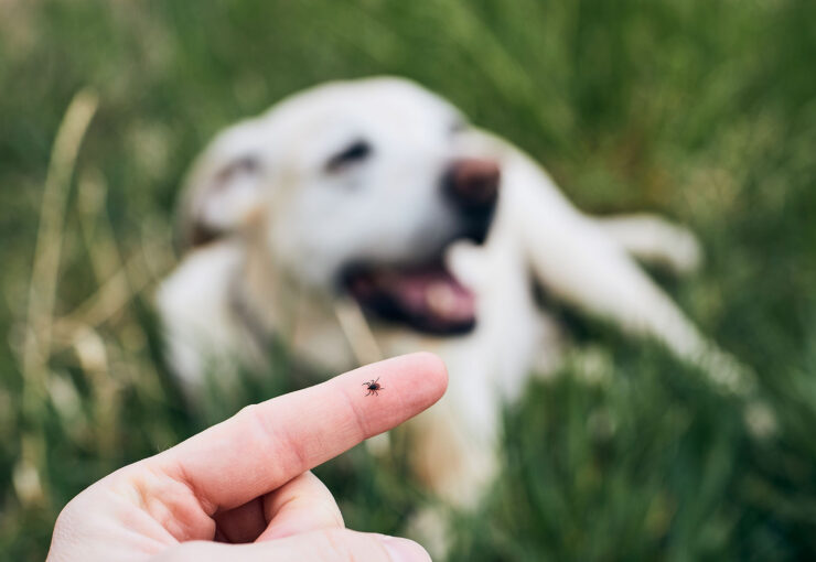 Ectoparásitos en perros: qué son y qué hacer con ellos