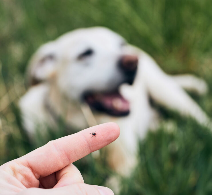 Ectoparásitos en perros: qué son y qué hacer con ellos