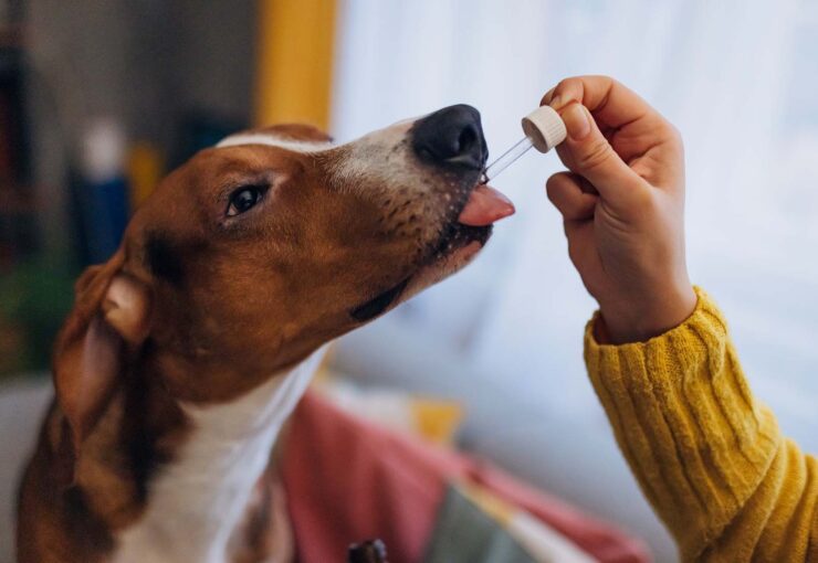 Suplementos para perros: cómo saber cuáles necesita tu mascota