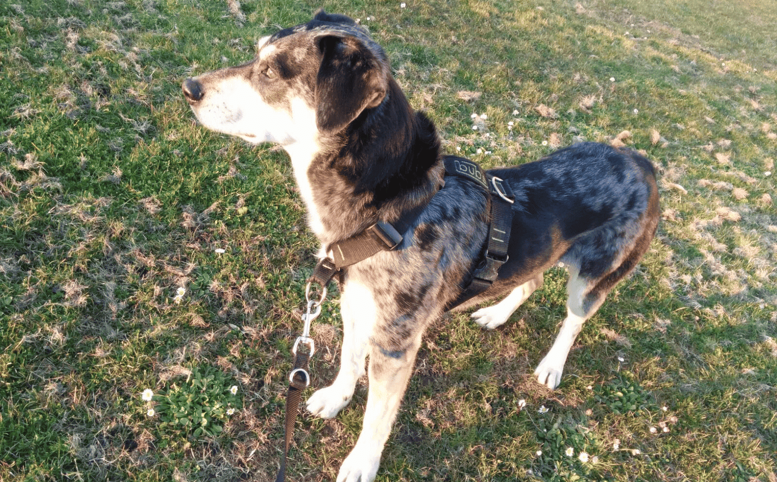 ¿Arnés o collar para tu perro?