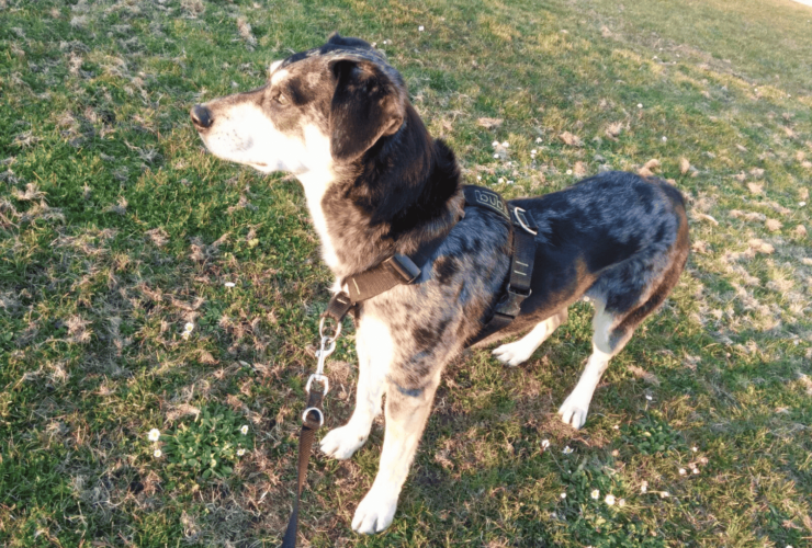 ¿Arnés o collar para tu perro?