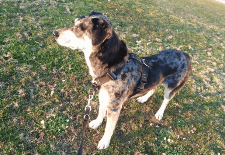 ¿Arnés o collar para tu perro?