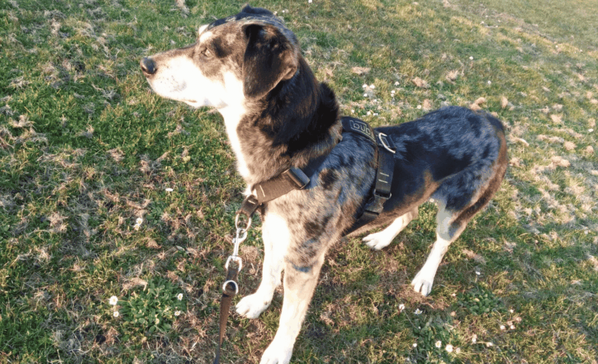 ¿Arnés o collar para tu perro?