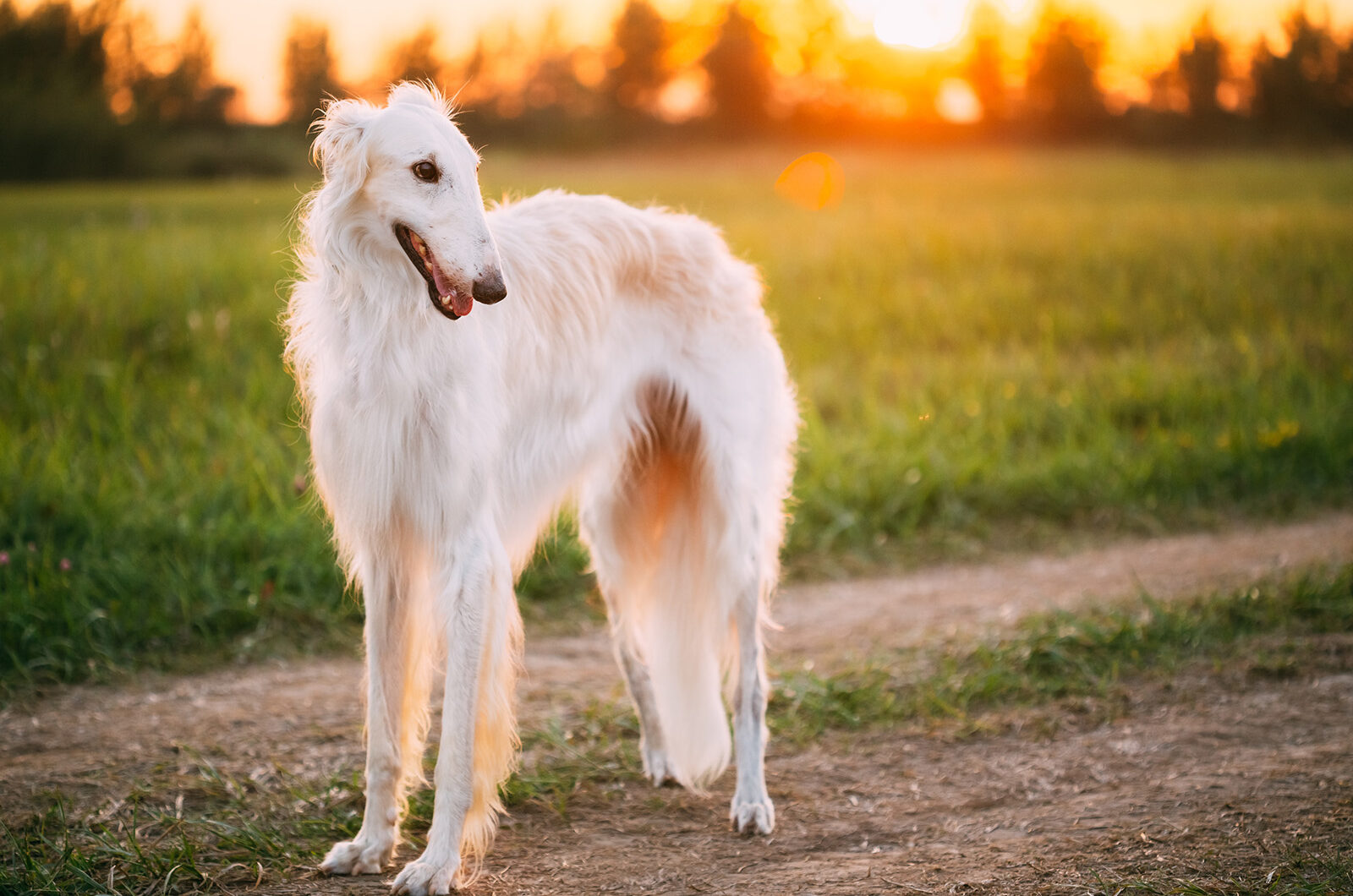 Borzoi o galgo ruso: características y cuidados