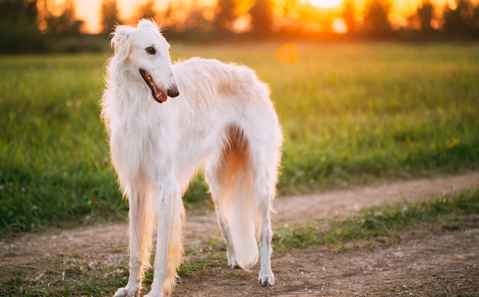 Borzoi o galgo ruso: características y cuidados