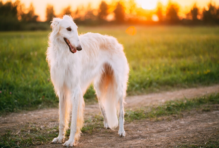 Borzoi o galgo ruso: características y cuidados