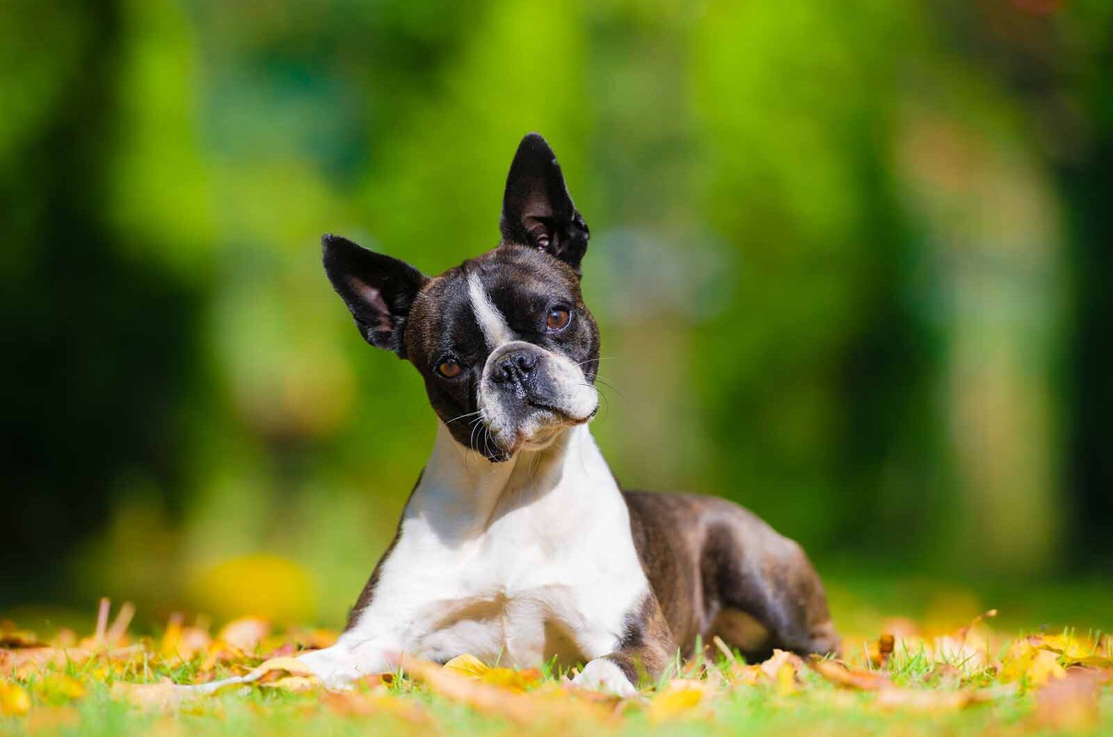 Boston terrier: características y cuidados