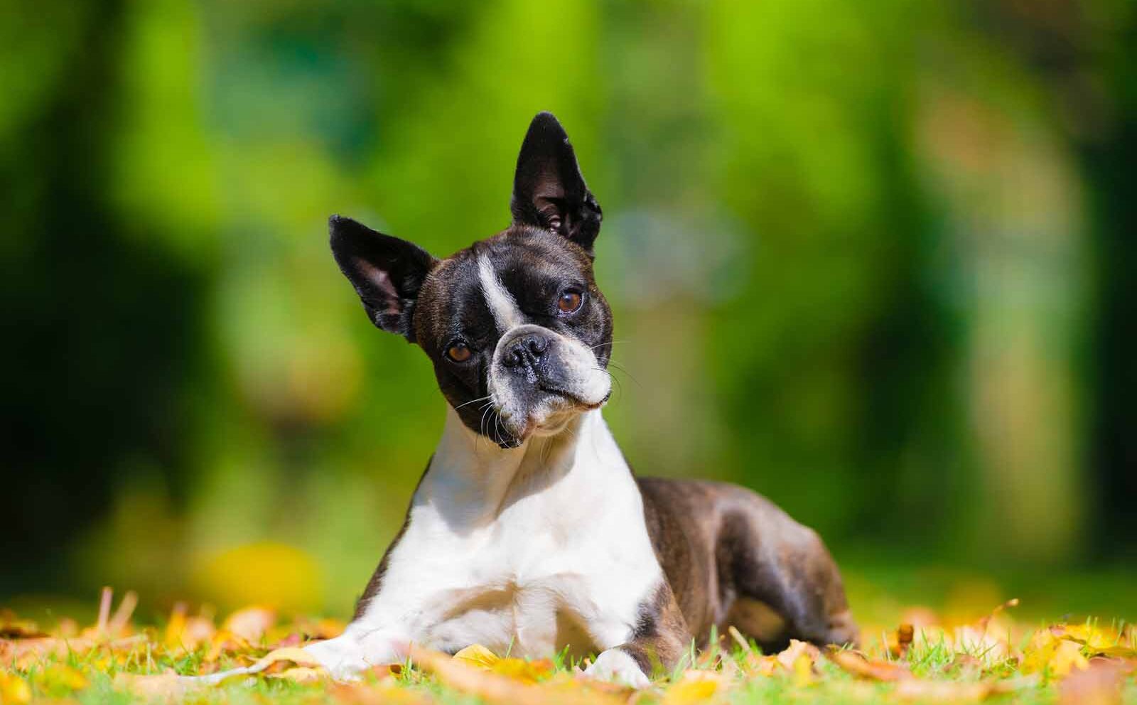 Boston terrier: características y cuidados