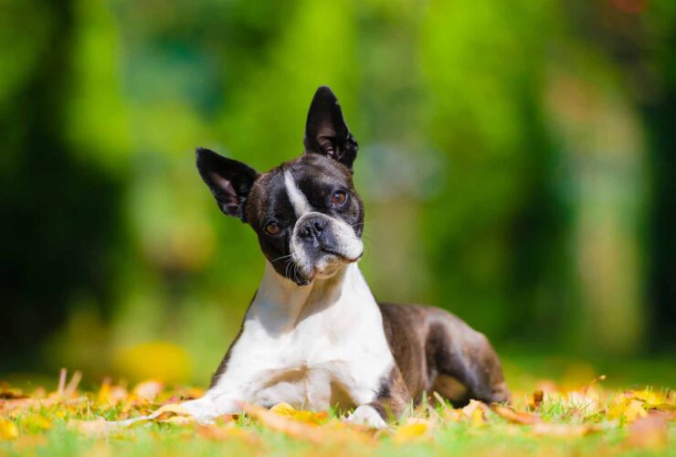 Boston terrier: características y cuidados