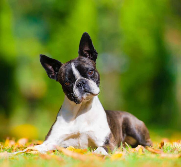 Boston terrier: características y cuidados