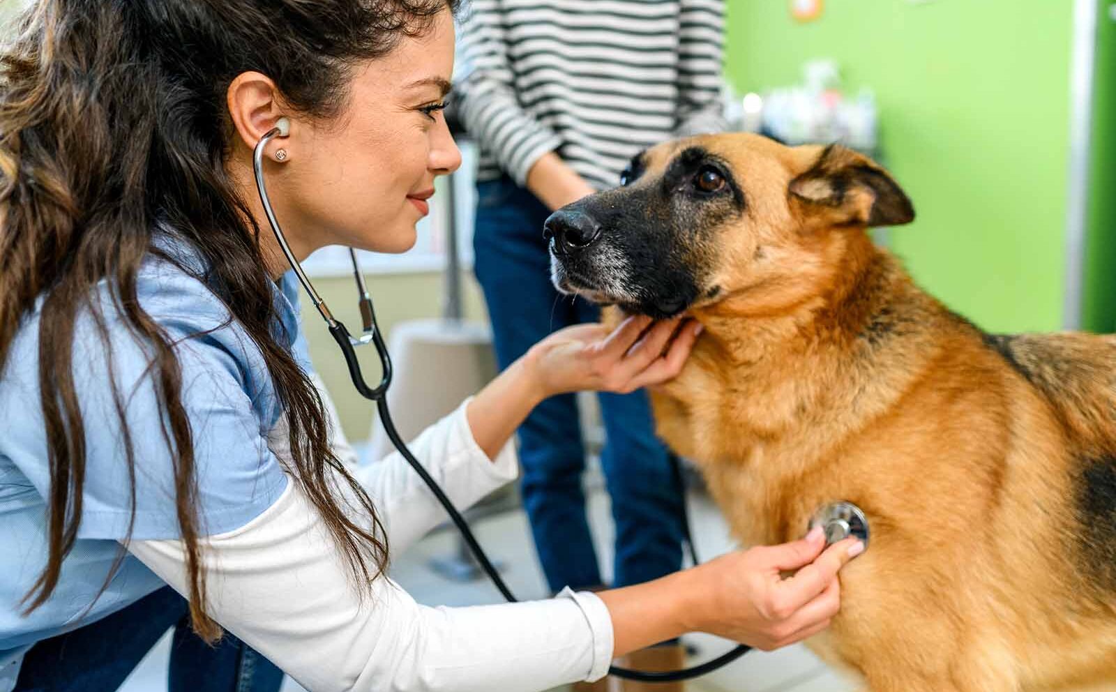 Problemas respiratorios en perros: qué tipos hay y cómo es su tratamiento