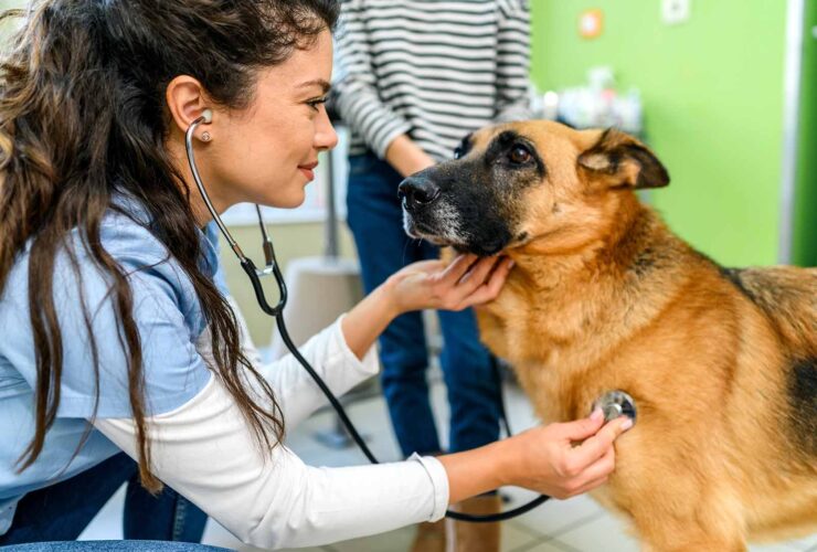 Problemas respiratorios en perros: qué tipos hay y cómo es su tratamiento