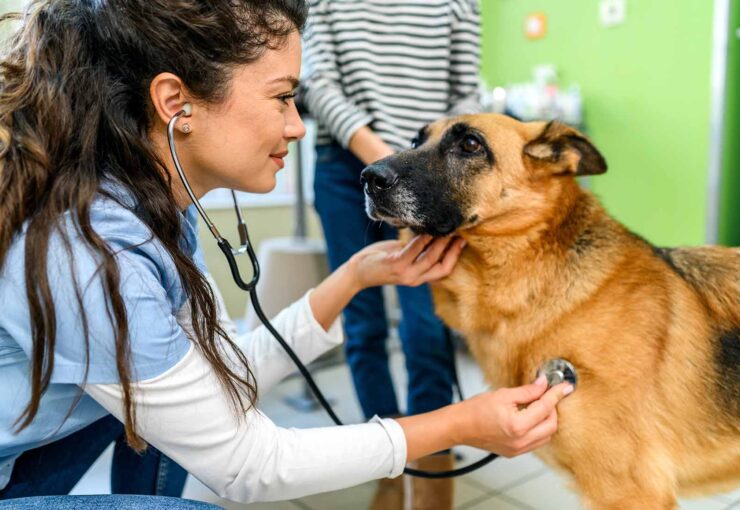 Problemas respiratorios en perros: qué tipos hay y cómo es su tratamiento